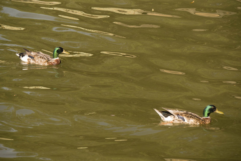 mallards red.jpg