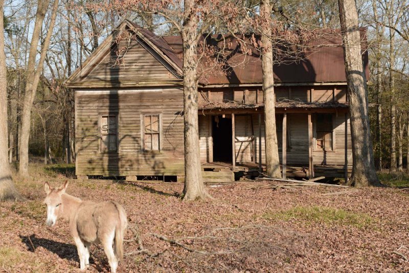 donkey house ar copy.jpg