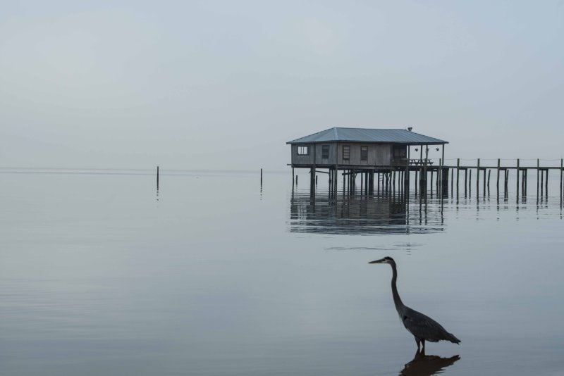 house and heron copy.jpg