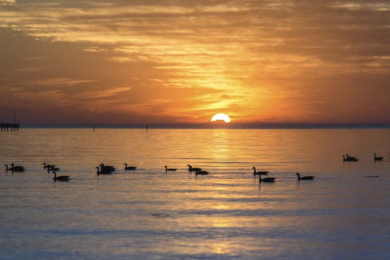 sunset geese 3