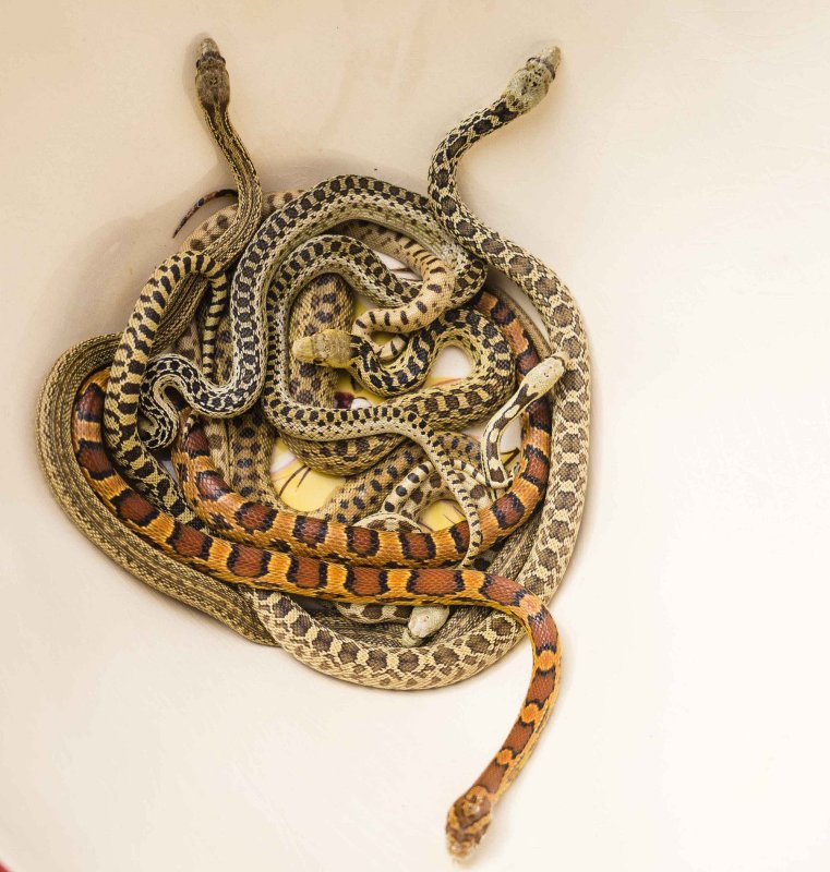 snake pets.jpg