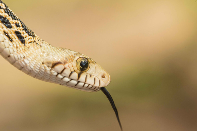 Sonoran gopher snake 1 of 1.jpg