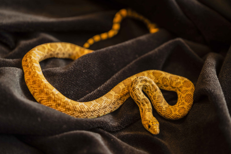 gopher snake on velvet 1 of 1.jpg