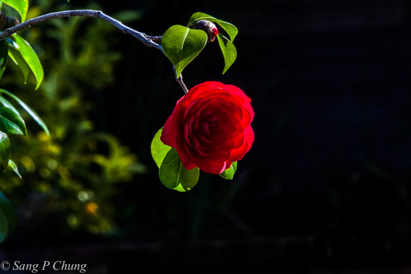 the elegant leaves of an magical camellia