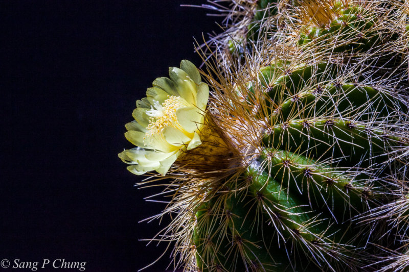 golden barrel in blossom