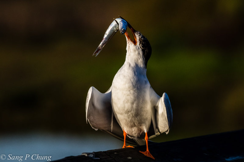 calling partner for courtship feeding