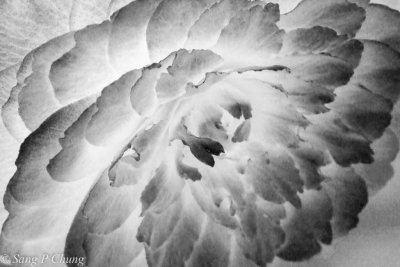 whirling petals of camelia