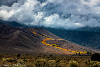 golden  hills of fall aspen