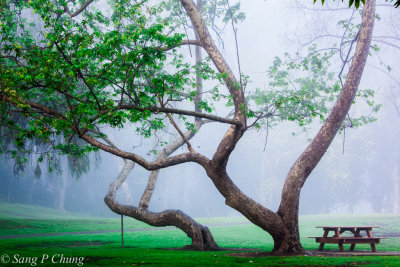 spring mist in the park