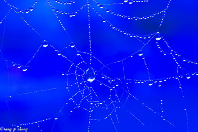 web of jewels in blue