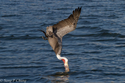 powerful wings of pelican