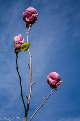 a green leaf of magnolia