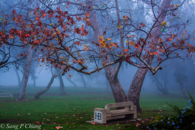 winter mist at the park