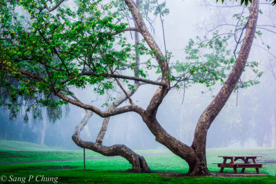 spring mist in the park