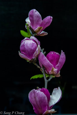 dew drops on magnolia