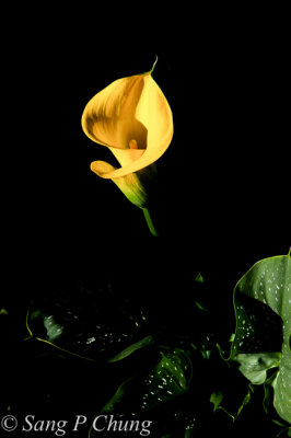 yellow calla lily