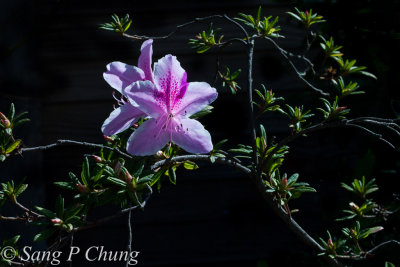 pink azaleas in blossom