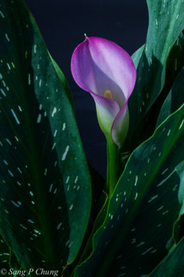 pink calla lily