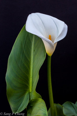 calla lily