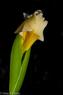 Iris before full bloom