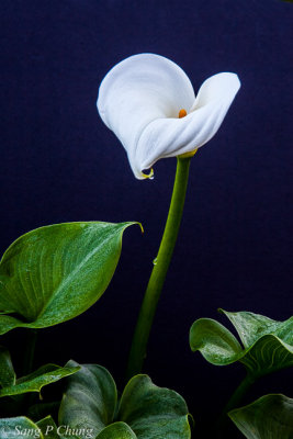 calla lily with morning dews