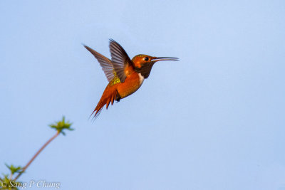 flying humming bird