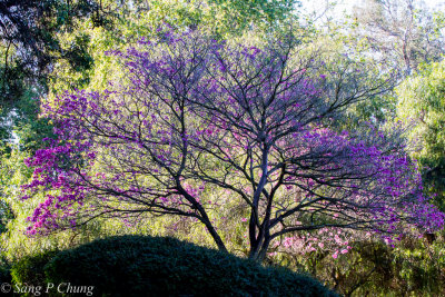 herald of spring