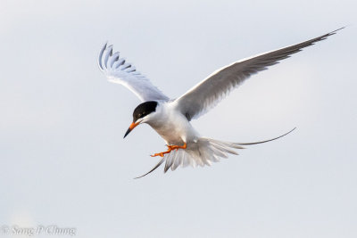 tern in searching fish
