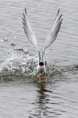 tern in action