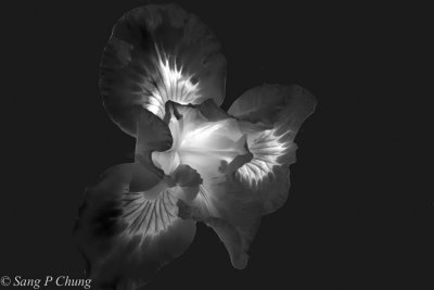 Douglas Iris