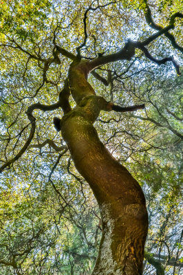 tree with personality