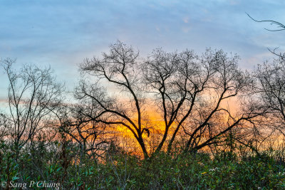 leafless trees at dawn
