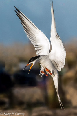 great tern in action