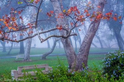 winter mist in the park