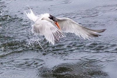 tern in action, fishing