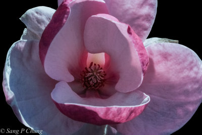 inside of magnolia