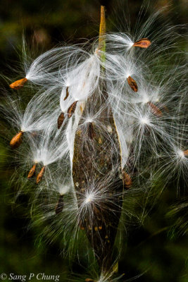 flying seeds poping-up