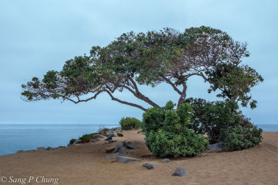 trees eyeing on the sea