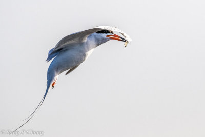 tern in action