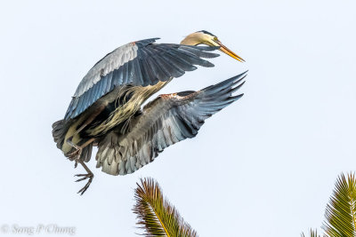 blue heron in action