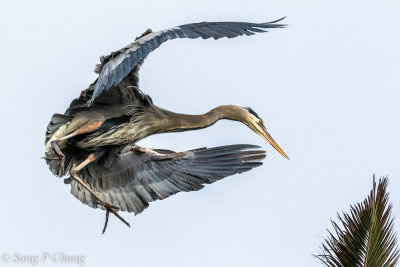 blue heron in action