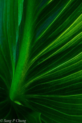 leaf of calla lily