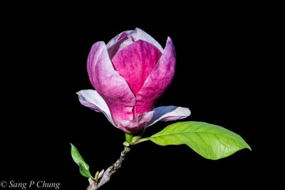 magnolia before full blossom