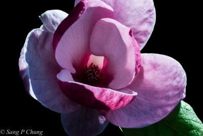 inside of a magnolia