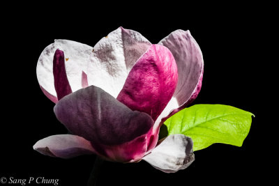 magnolia in full blossom