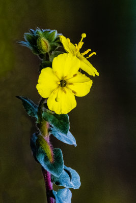 wild primrose