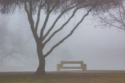 winter mist at the park
