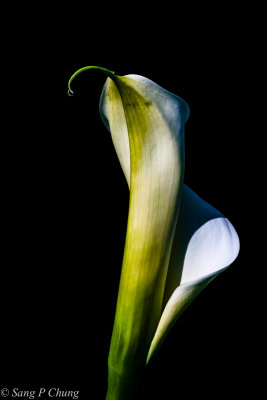 calla lily before bloom
