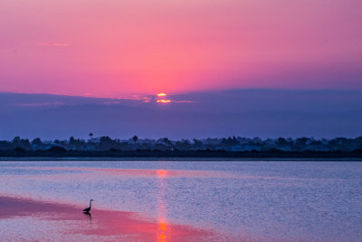 rising sun and blue heron