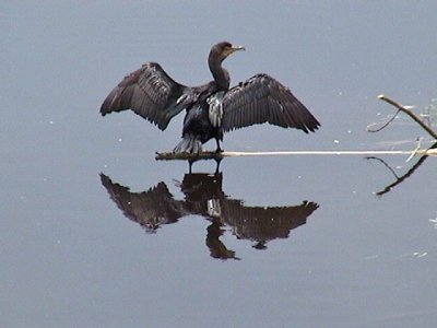 2013_05_31 Cormorant Stretches his Wings - capture by Andrew
